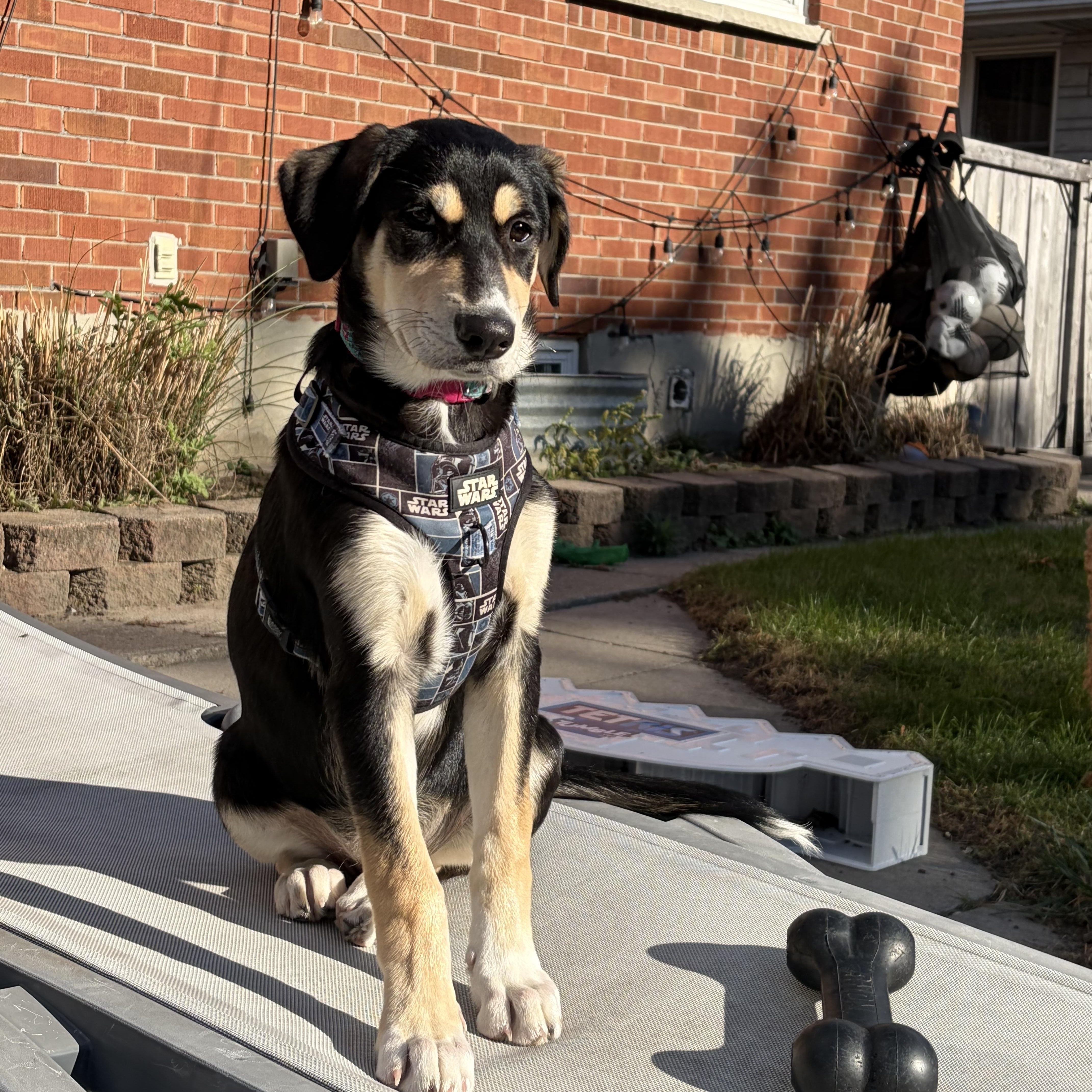 Enlarge Luna, a Adoptable mixed breed in Oshawa, ON image 1/6