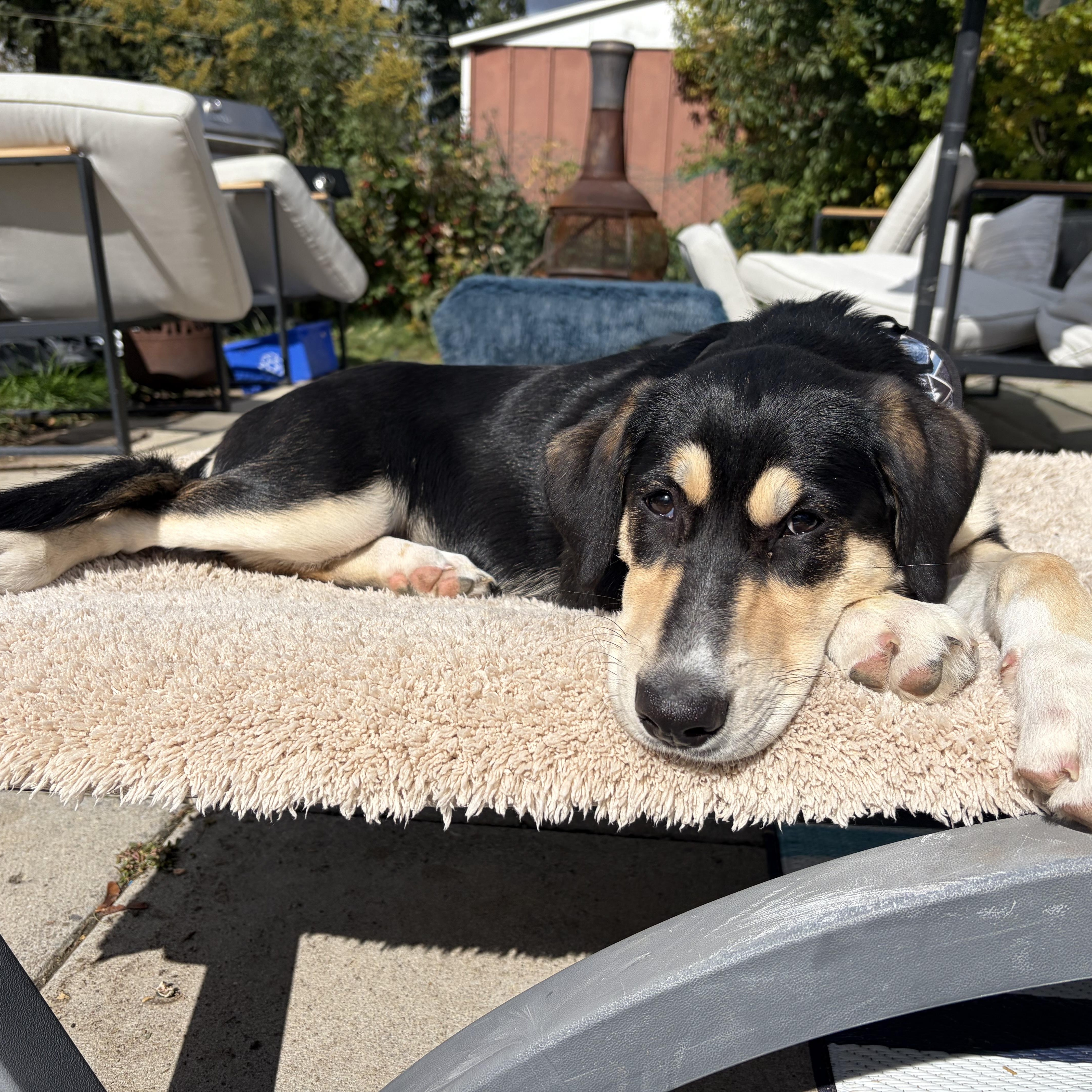 Enlarge Luna, a Adoptable mixed breed in Oshawa, ON image 3/6