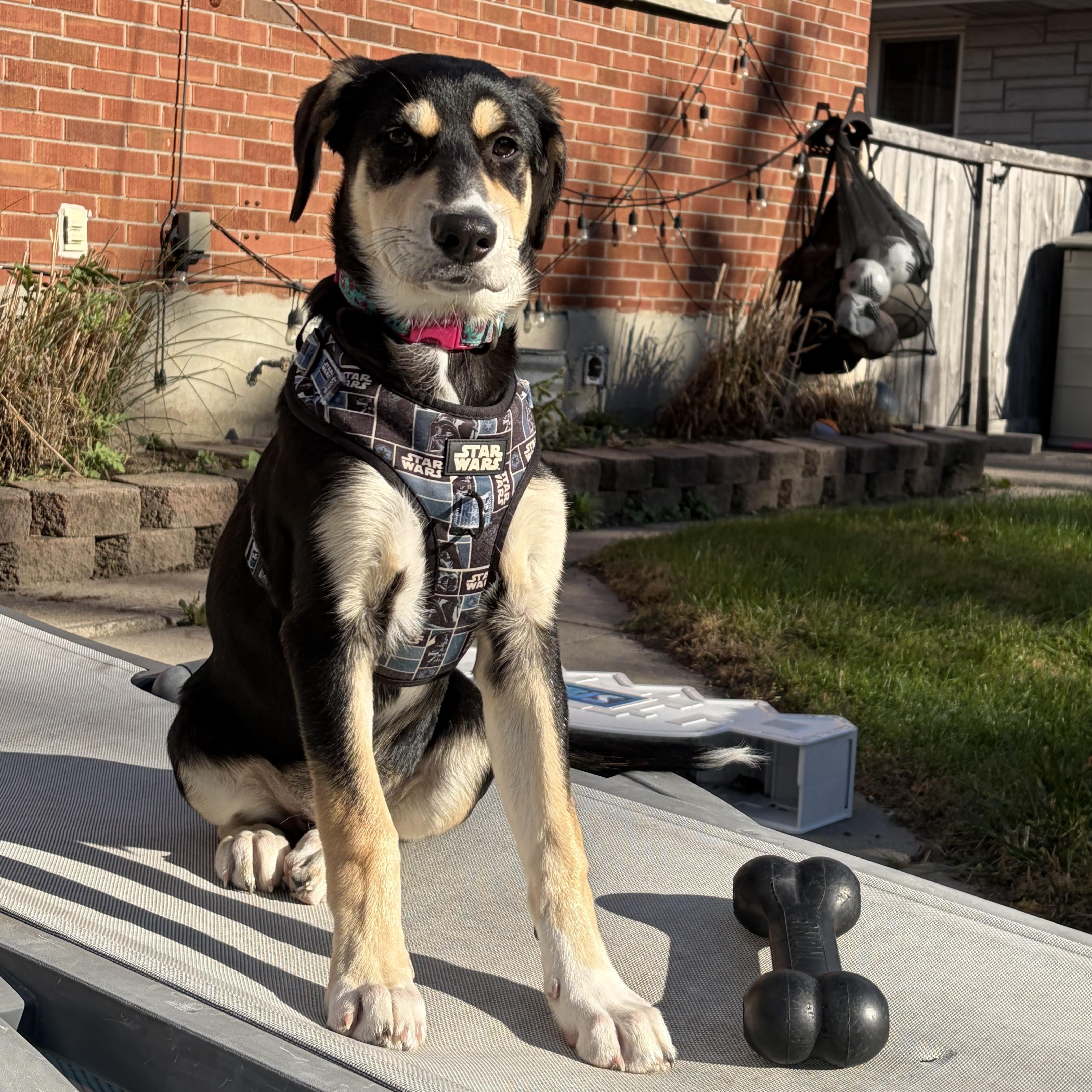 Enlarge Luna, a Adoptable mixed breed in Oshawa, ON image 5/6