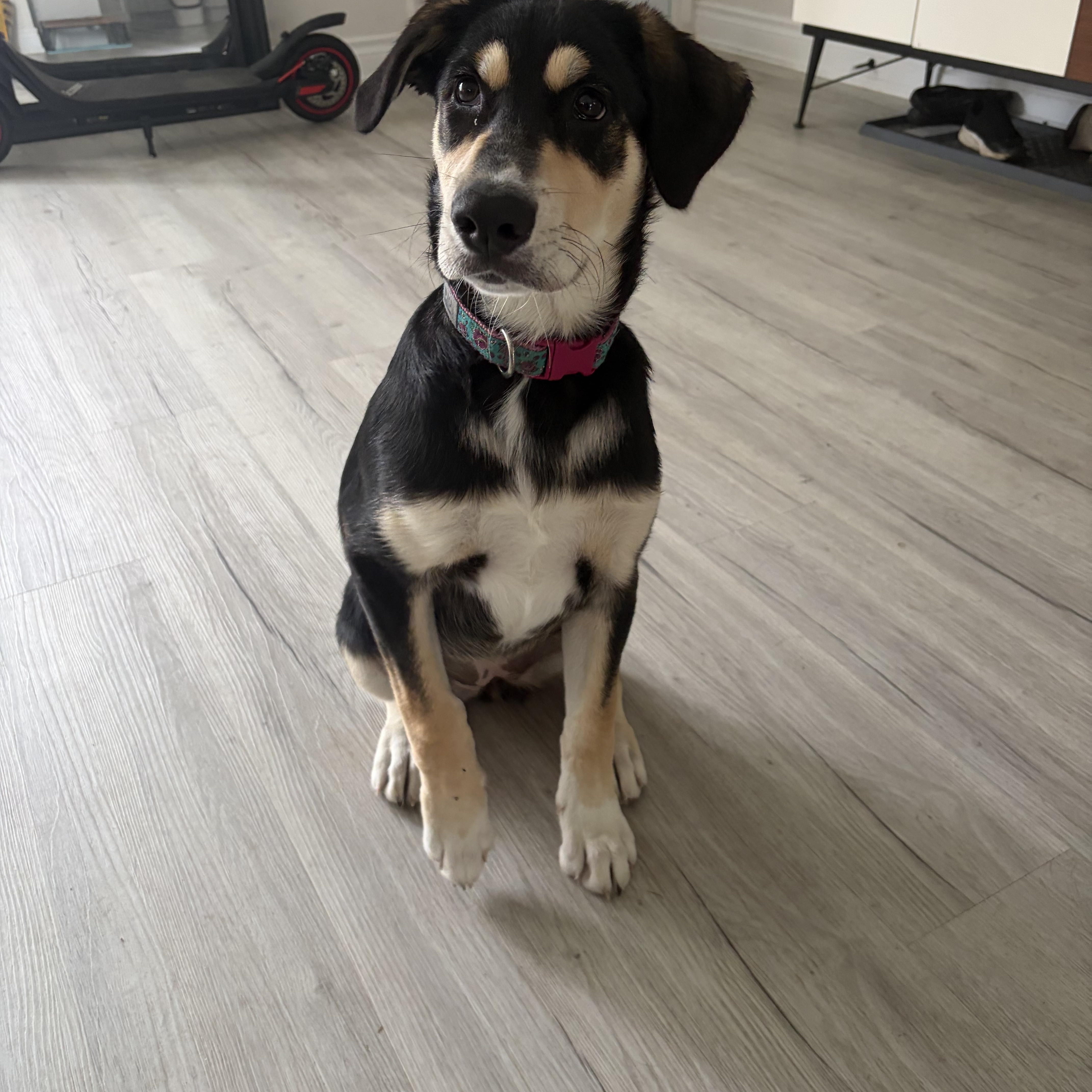 Enlarge Luna, a Adoptable mixed breed in Oshawa, ON image 6/6