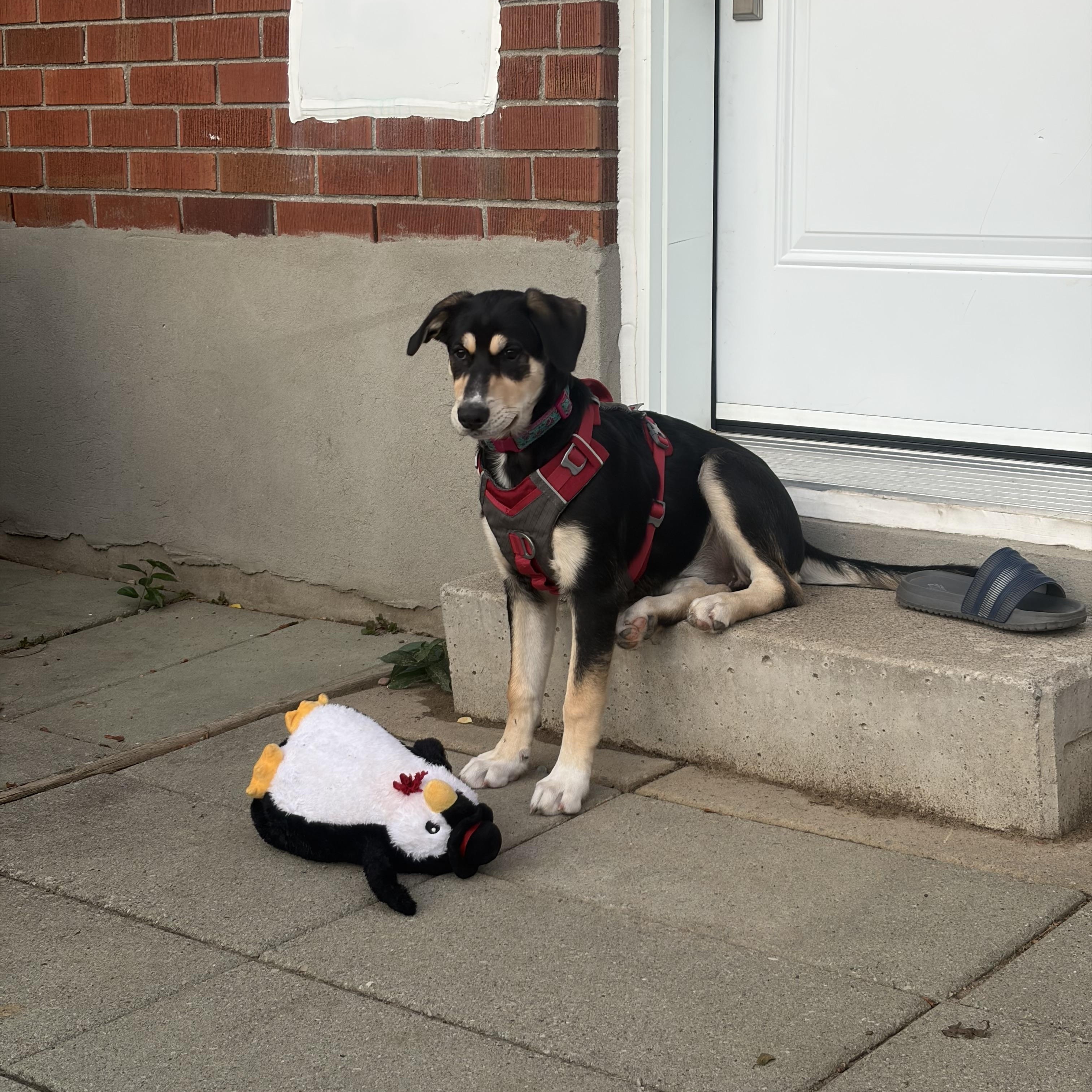 Enlarge Luna, a Adoptable mixed breed in Oshawa, ON image 2/6