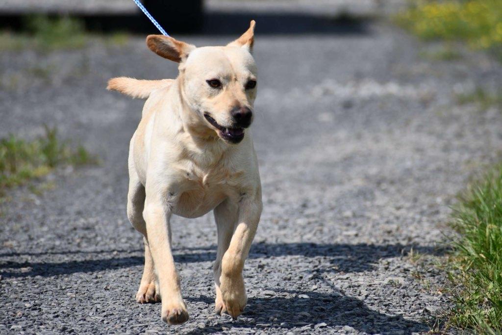 Zeus, Adoptable, Young Male Terrier.