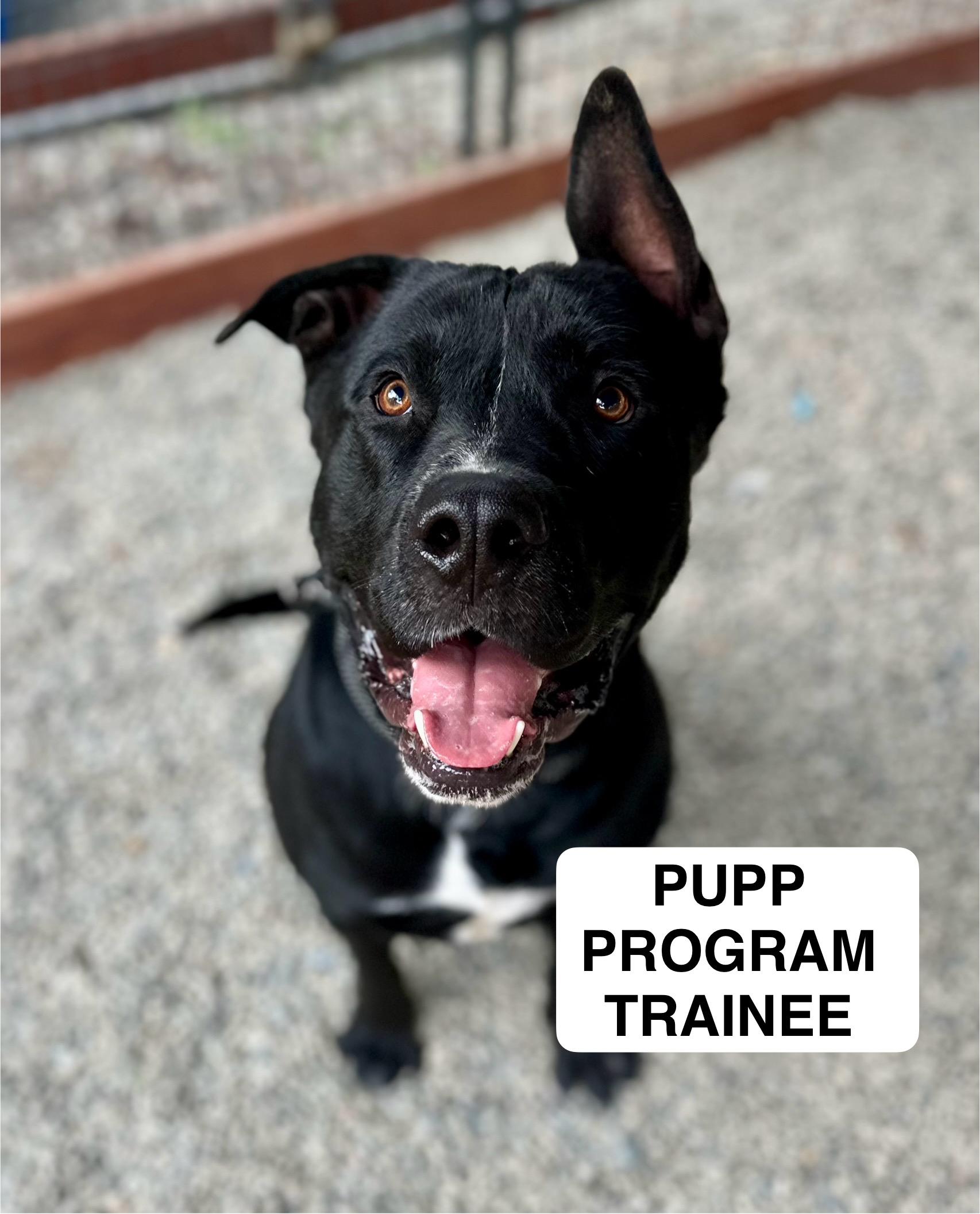 Enlarge Sawyer 0125, a Adoptable mixed breed in Sonora, CA image 1/6