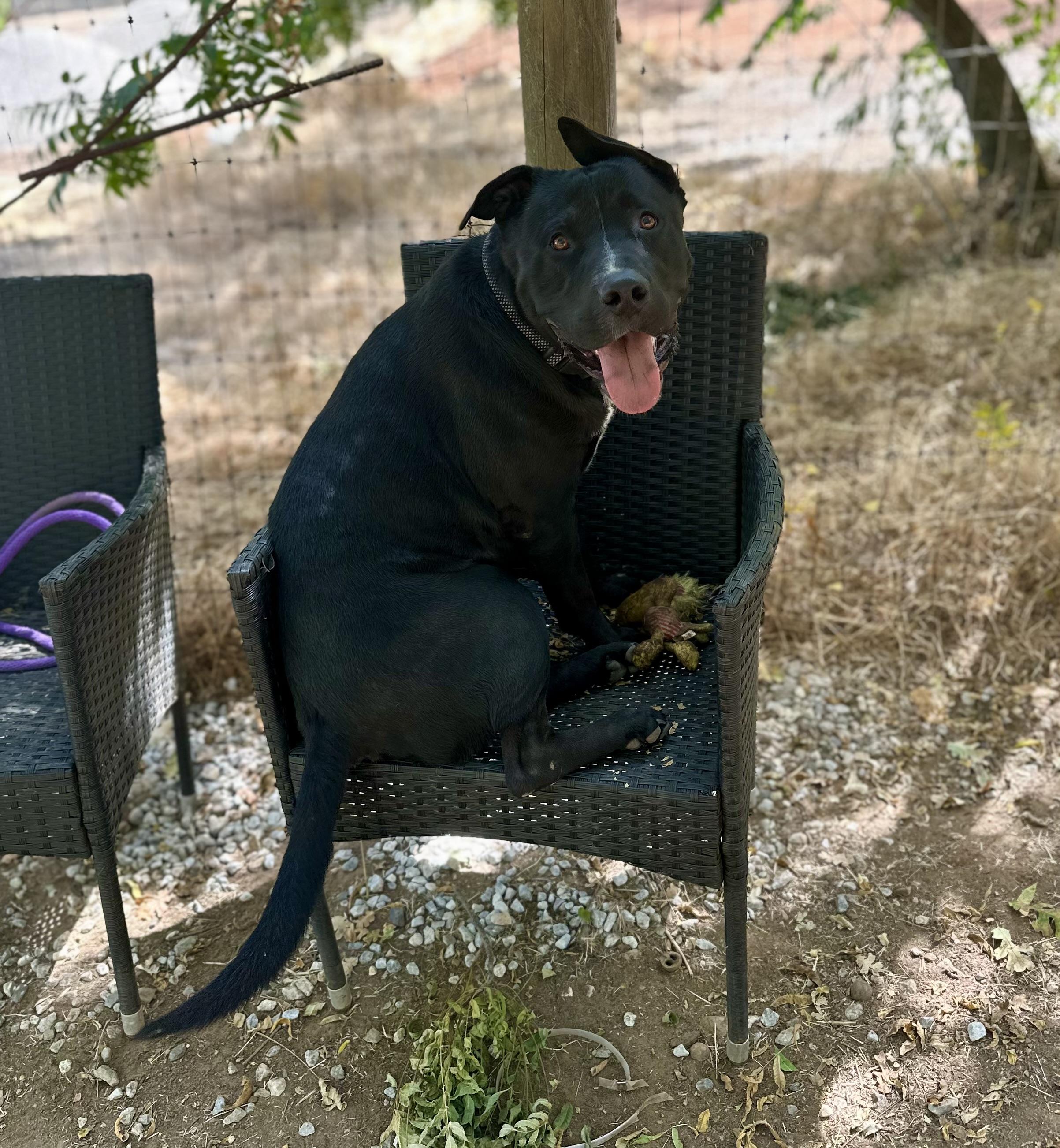 Enlarge Sawyer 0125, a Adoptable mixed breed in Sonora, CA image 5/6