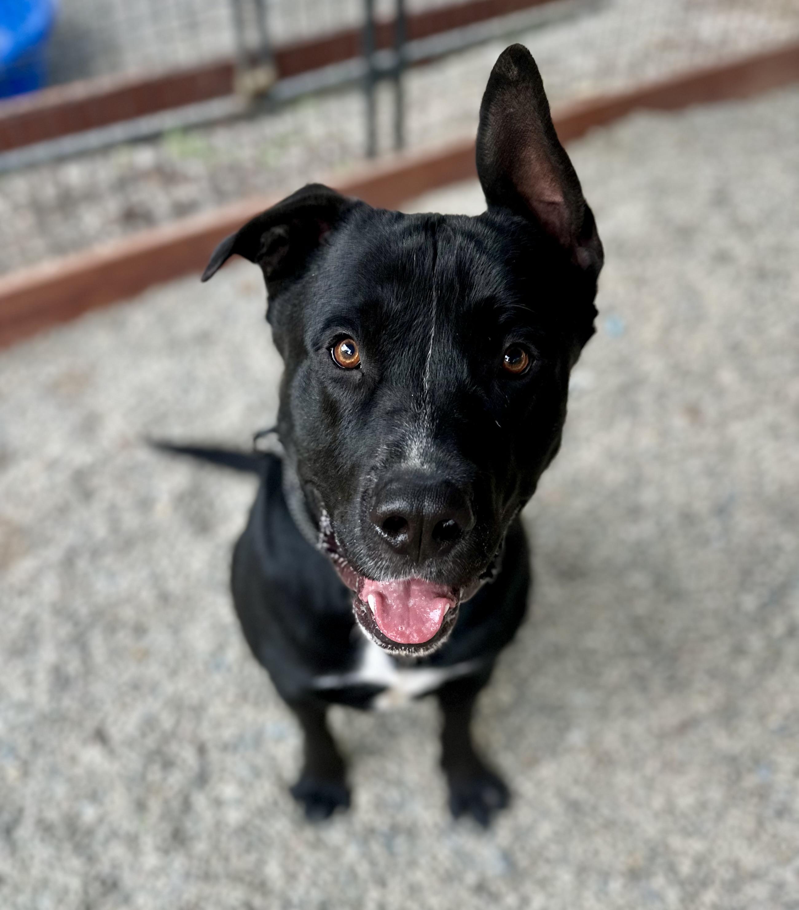 Enlarge Sawyer 0125, a Adoptable mixed breed in Sonora, CA image 4/6