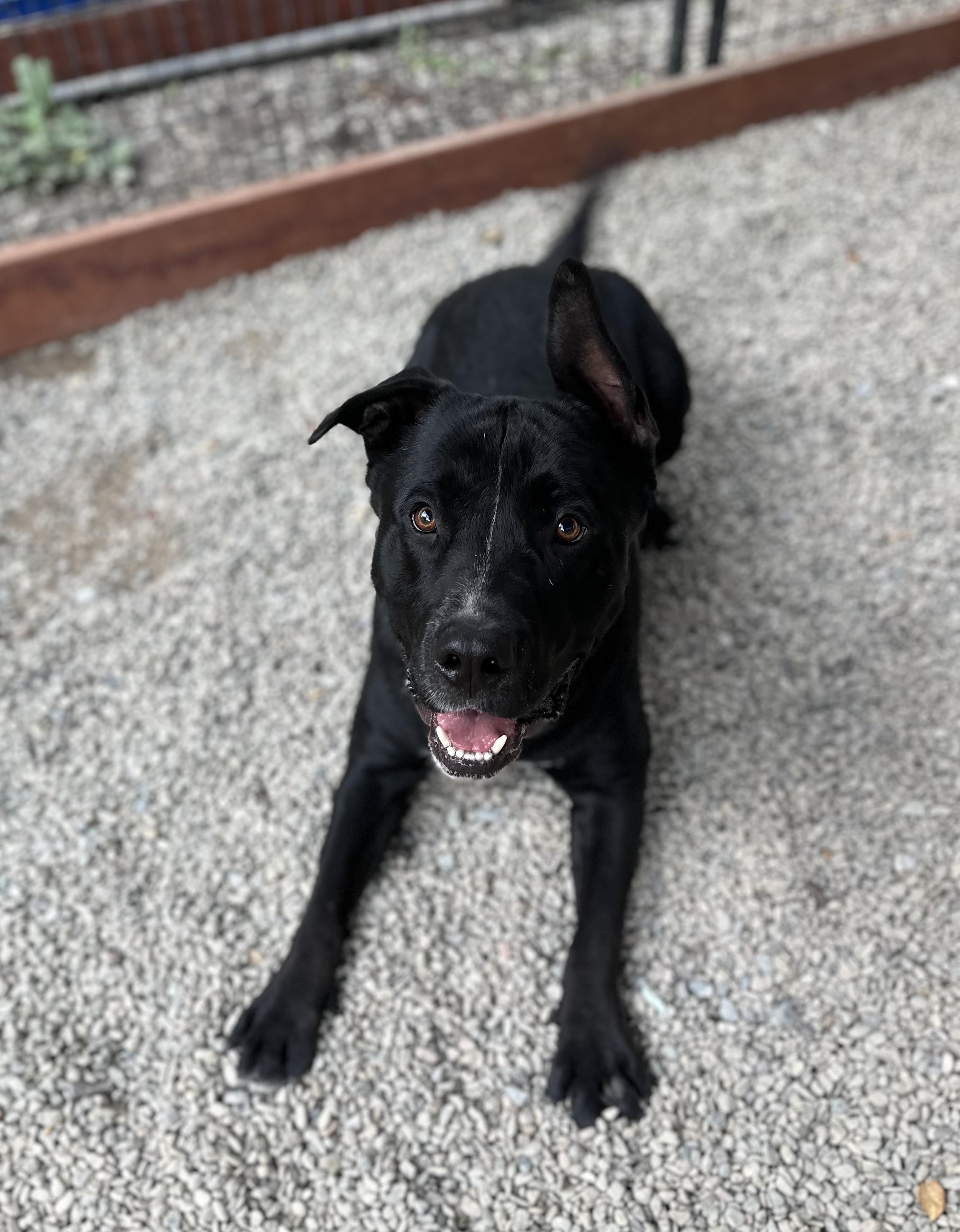 Enlarge Sawyer 0125, a Adoptable mixed breed in Sonora, CA image 2/6