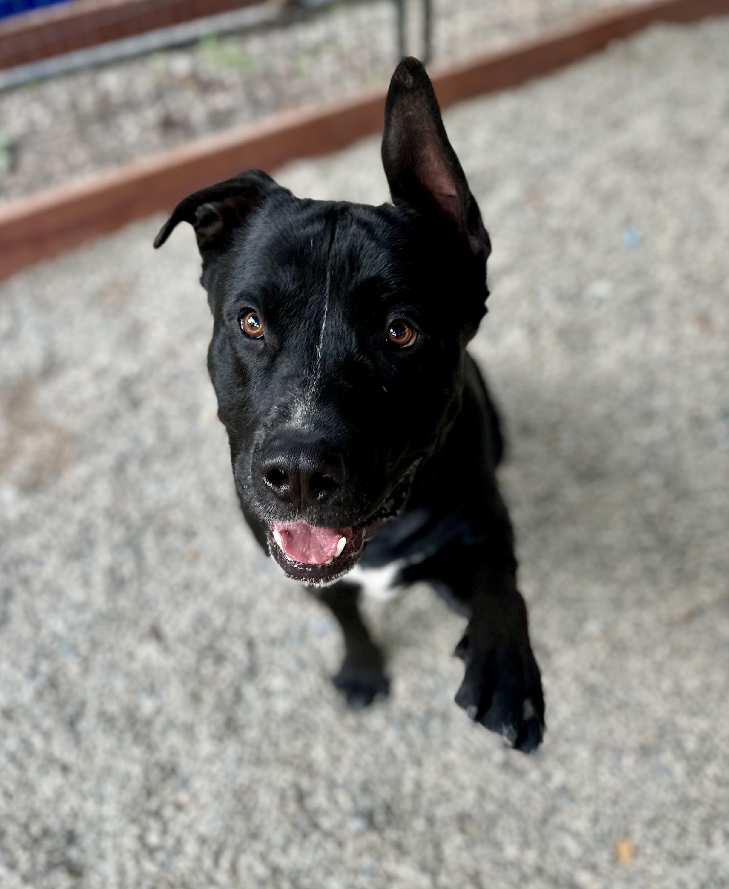 Enlarge Sawyer 0125, a Adoptable mixed breed in Sonora, CA image 6/6