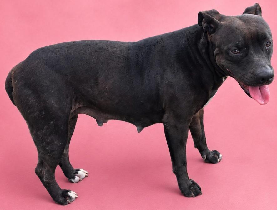 Rosie, Adoptable, Adult Female American Bulldog.