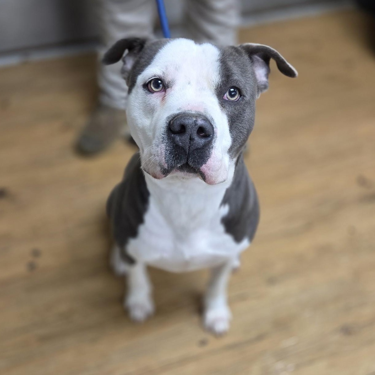 Ammo, adopted, Young Male Mixed Breed.