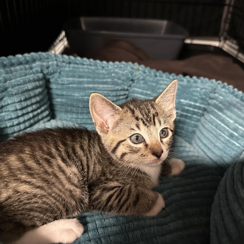 Toast, Adoptable, Kitten Male Domestic Short Hair.