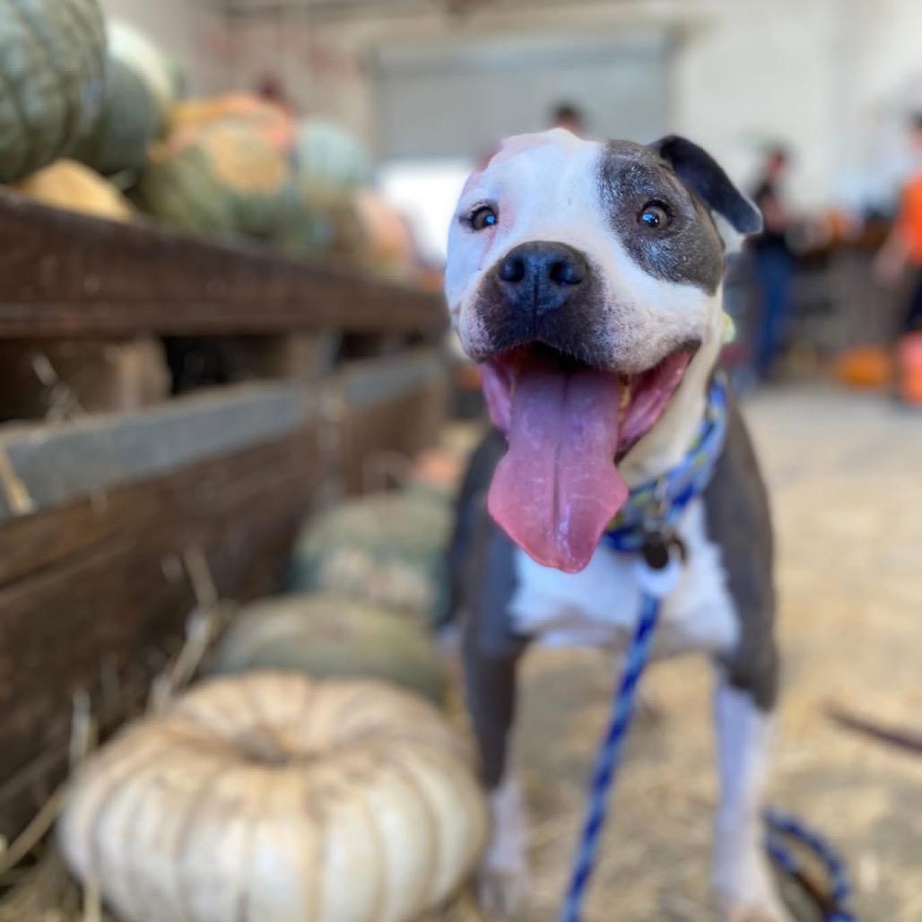 Chapo Mateo, a Adoptable Pit Bull Terrier in Silver Spring, MD image 1/6