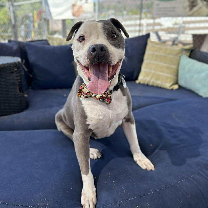 Chapo Mateo, a Adoptable Pit Bull Terrier in Silver Spring, MD image 5/6