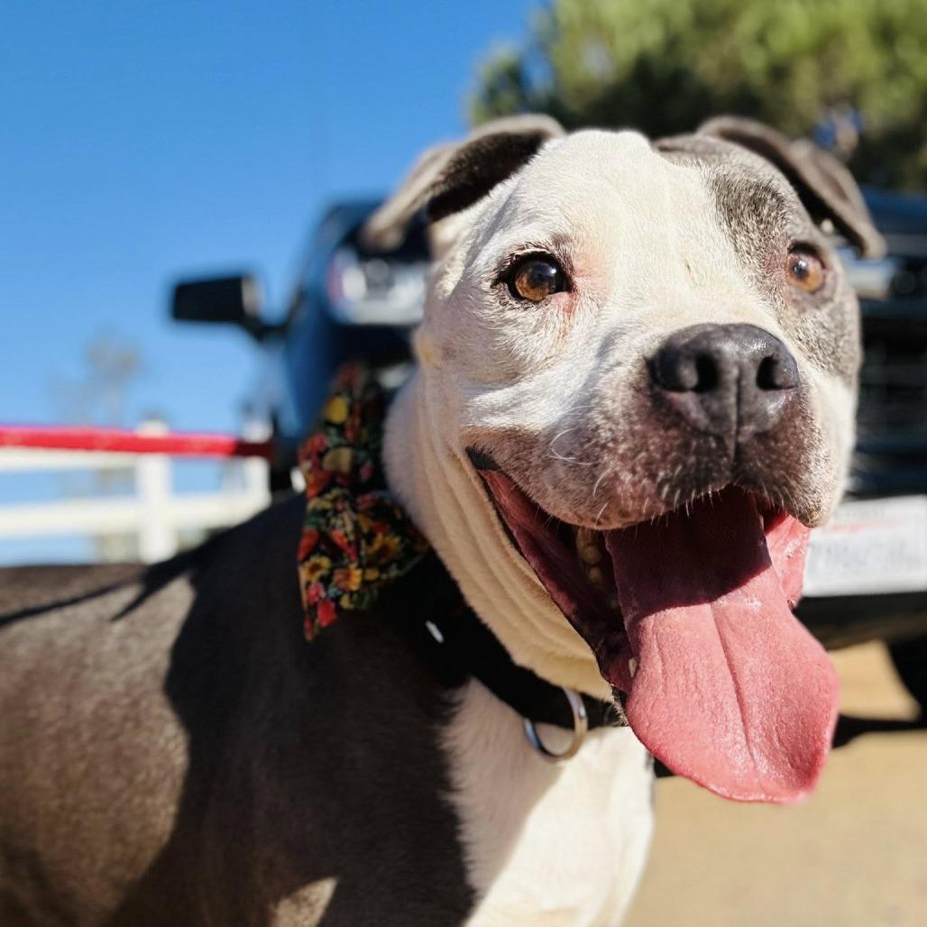 Chapo Mateo, a Adoptable Pit Bull Terrier in Silver Spring, MD image 6/6