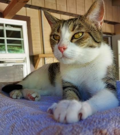 Enlarge Cleo, a Adoptable Domestic Short Hair in Bloomsburg, PA image 1/3