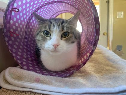 Enlarge Cleo, a Adoptable Domestic Short Hair in Bloomsburg, PA image 2/3