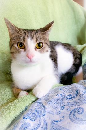 Enlarge Cleo, a Adoptable Domestic Short Hair in Bloomsburg, PA image 2/3