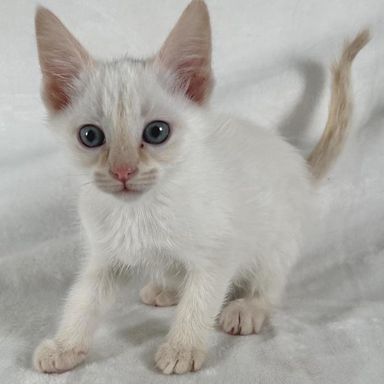 Enlarge Clover, a Adoptable Domestic Short Hair in Johnson City, TN image 1/4