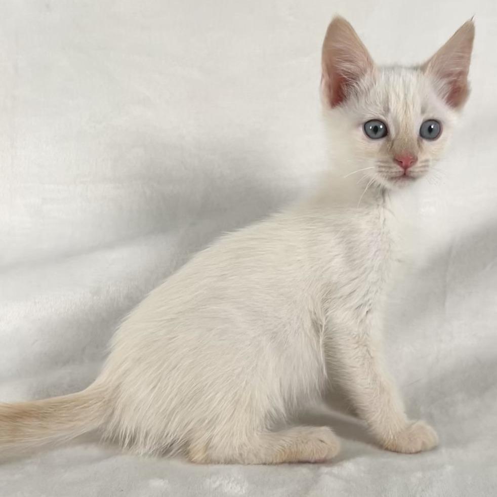 Enlarge Clover, a Adoptable Domestic Short Hair in Johnson City, TN image 2/4