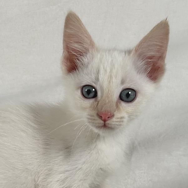 Enlarge Clover, a Adoptable Domestic Short Hair in Johnson City, TN image 3/4
