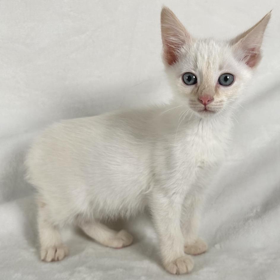 Enlarge Clover, a Adoptable Domestic Short Hair in Johnson City, TN image 4/4