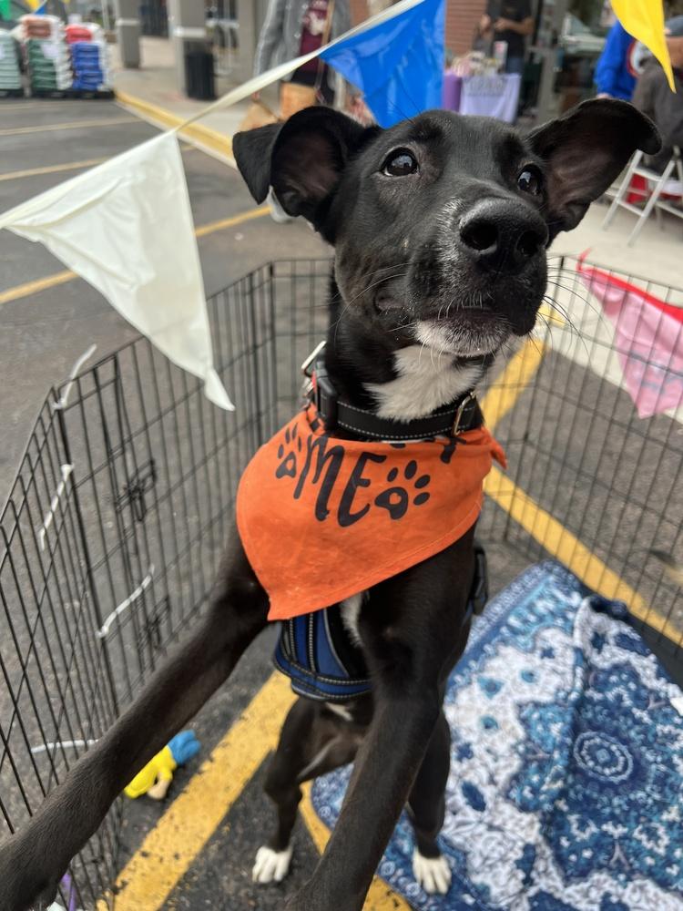 Panther, Adoptable, Young Female Labrador Retriever.