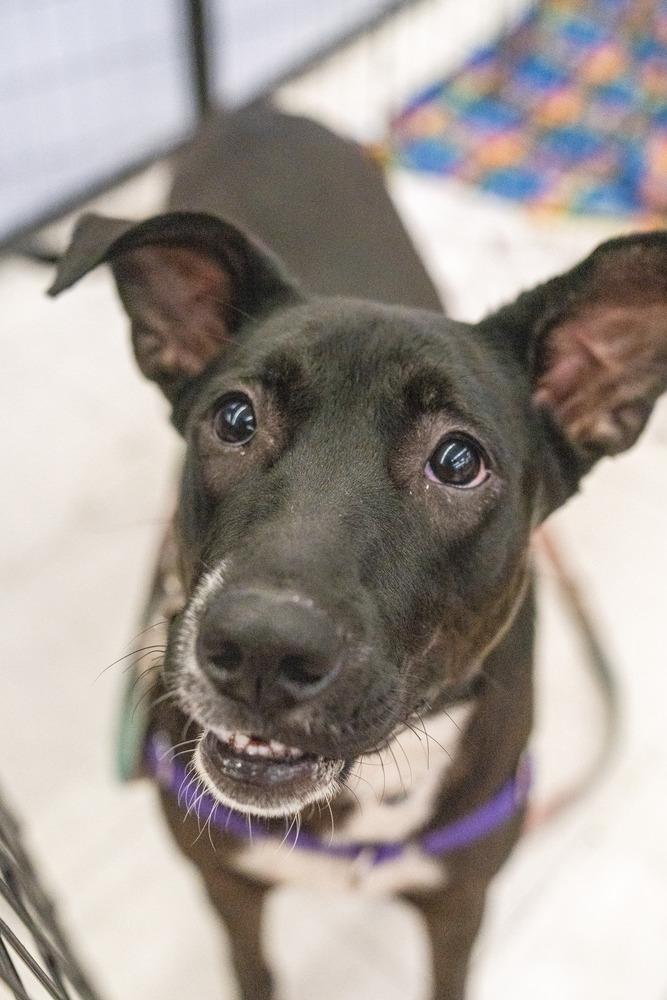 Panther, Adoptable, Young Female Labrador Retriever.