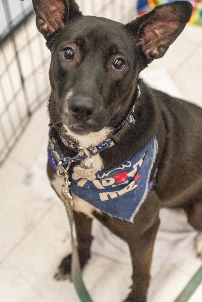 Enlarge Panther, a Adoptable mixed breed in Colorado Springs, CO image 2/6