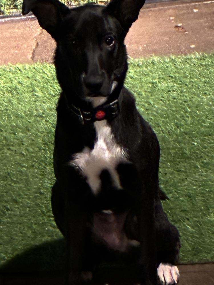 Enlarge Panther, a Adoptable mixed breed in Colorado Springs, CO image 2/5