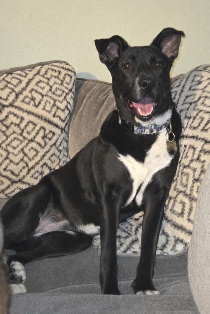 Enlarge Panther, a Adoptable mixed breed in Colorado Springs, CO image 3/6