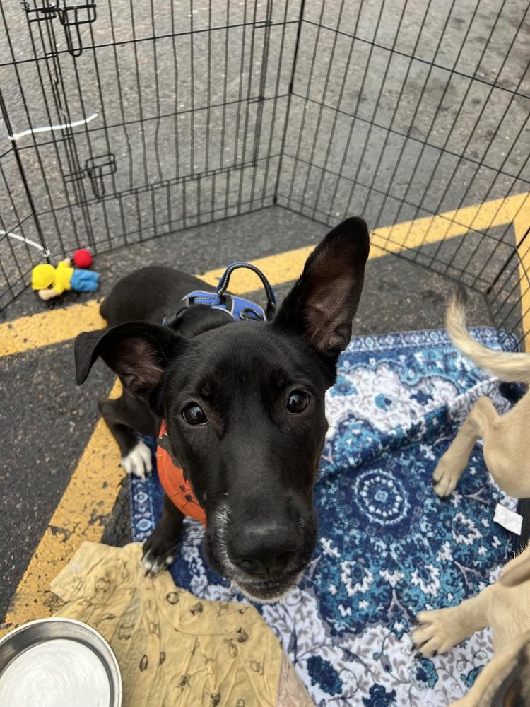 Enlarge Panther, a Adoptable mixed breed in Colorado Springs, CO image 3/5