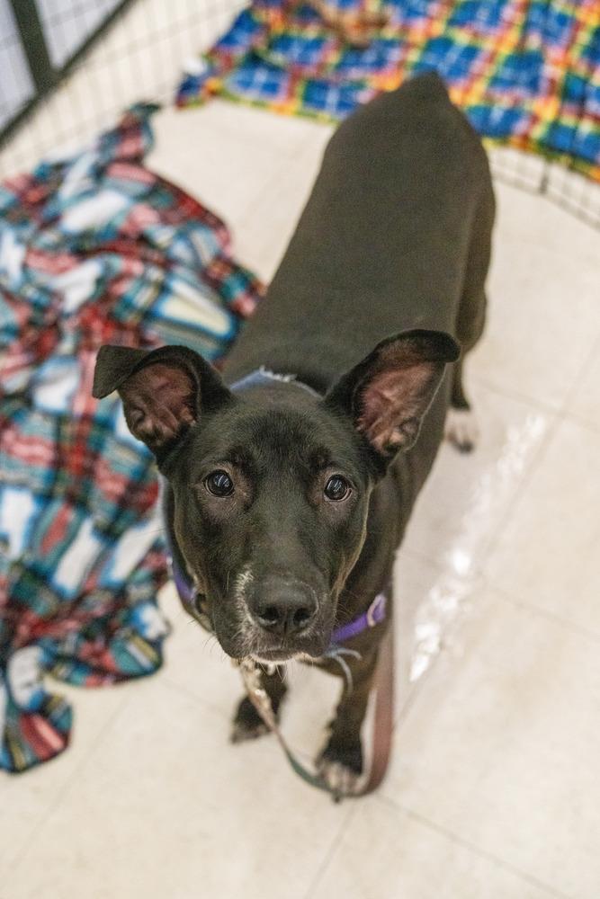 Enlarge Panther, a Adoptable mixed breed in Colorado Springs, CO image 4/6