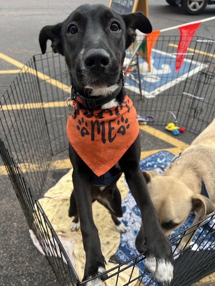 Enlarge Panther, a Adoptable mixed breed in Colorado Springs, CO image 4/5