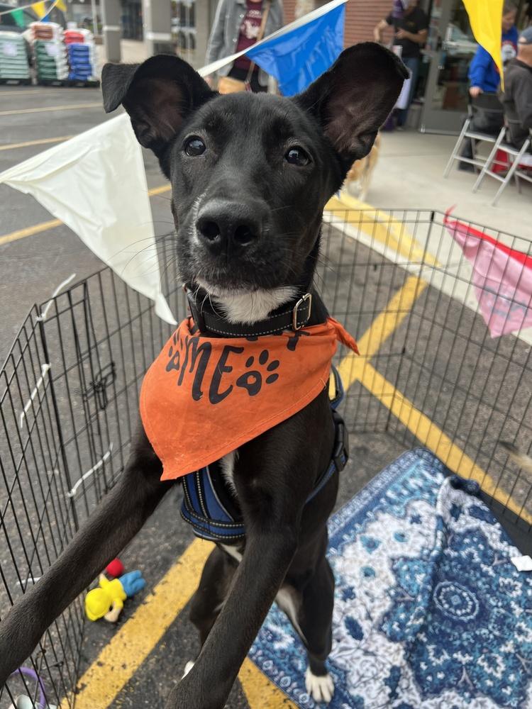 Enlarge Panther, a Adoptable mixed breed in Colorado Springs, CO image 5/5