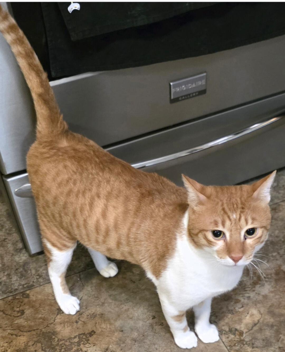 Enlarge Biscuit , a Adoptable Egyptian Mau in Sun Prairie , WI image 4/5