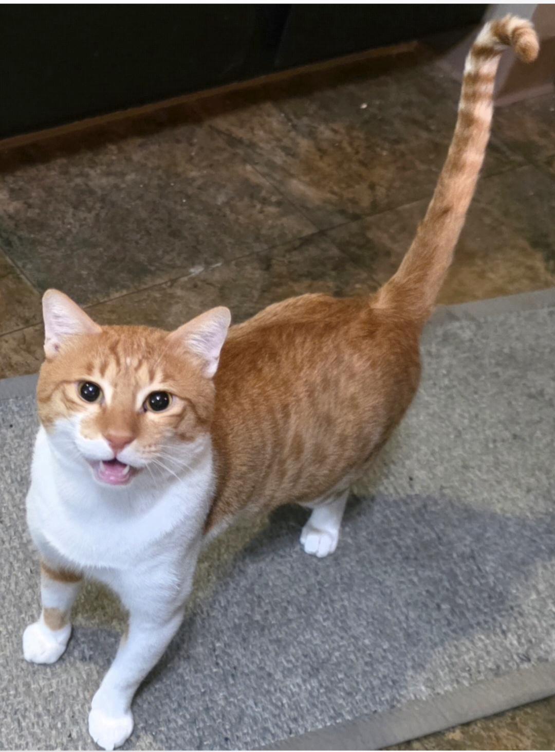 Enlarge Biscuit , a Adoptable Egyptian Mau in Sun Prairie , WI image 2/5