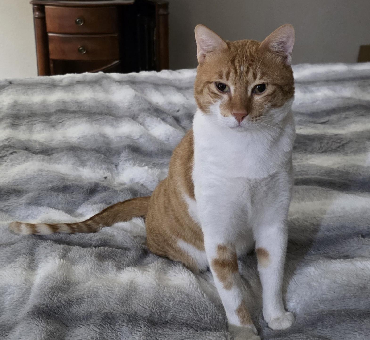 Enlarge Biscuit , a Adoptable Egyptian Mau in Sun Prairie , WI image 3/5