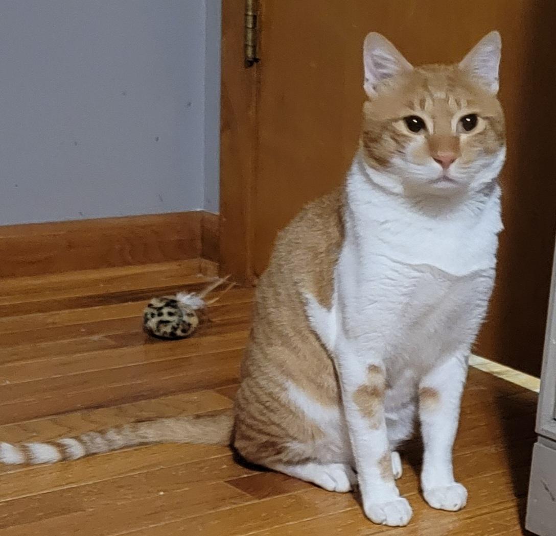 Enlarge Biscuit , a Adoptable Egyptian Mau in Sun Prairie , WI image 5/5