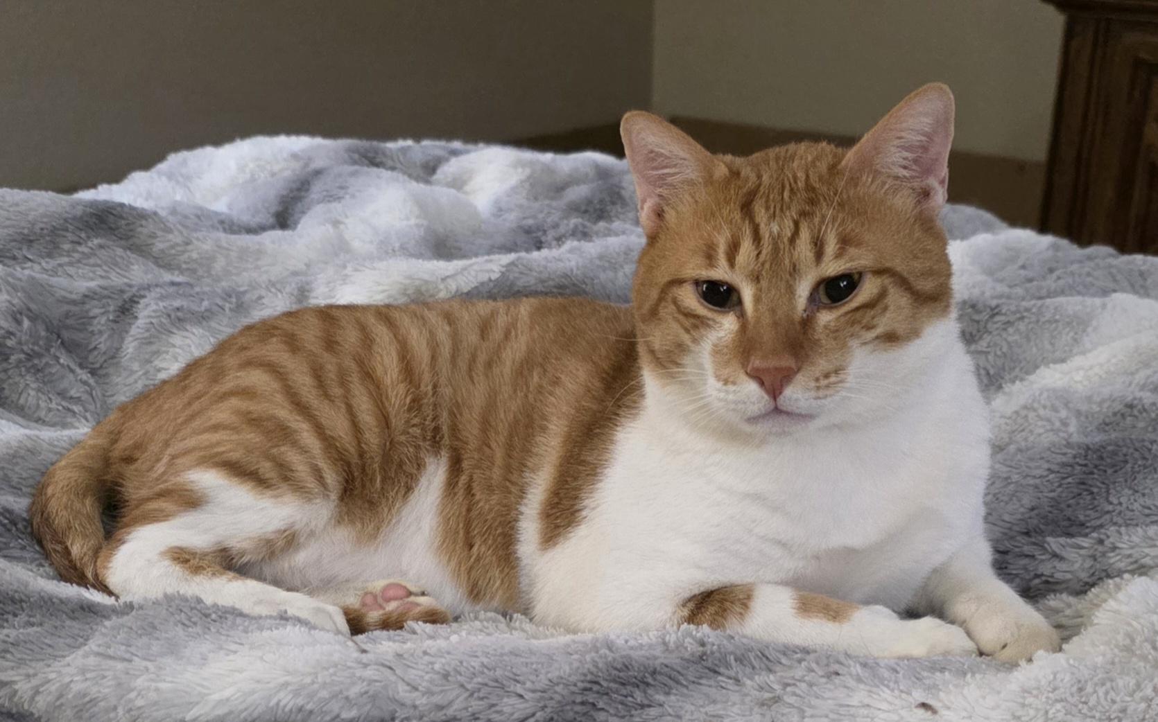Biscuit , Adoptable, Young Male Egyptian Mau.
