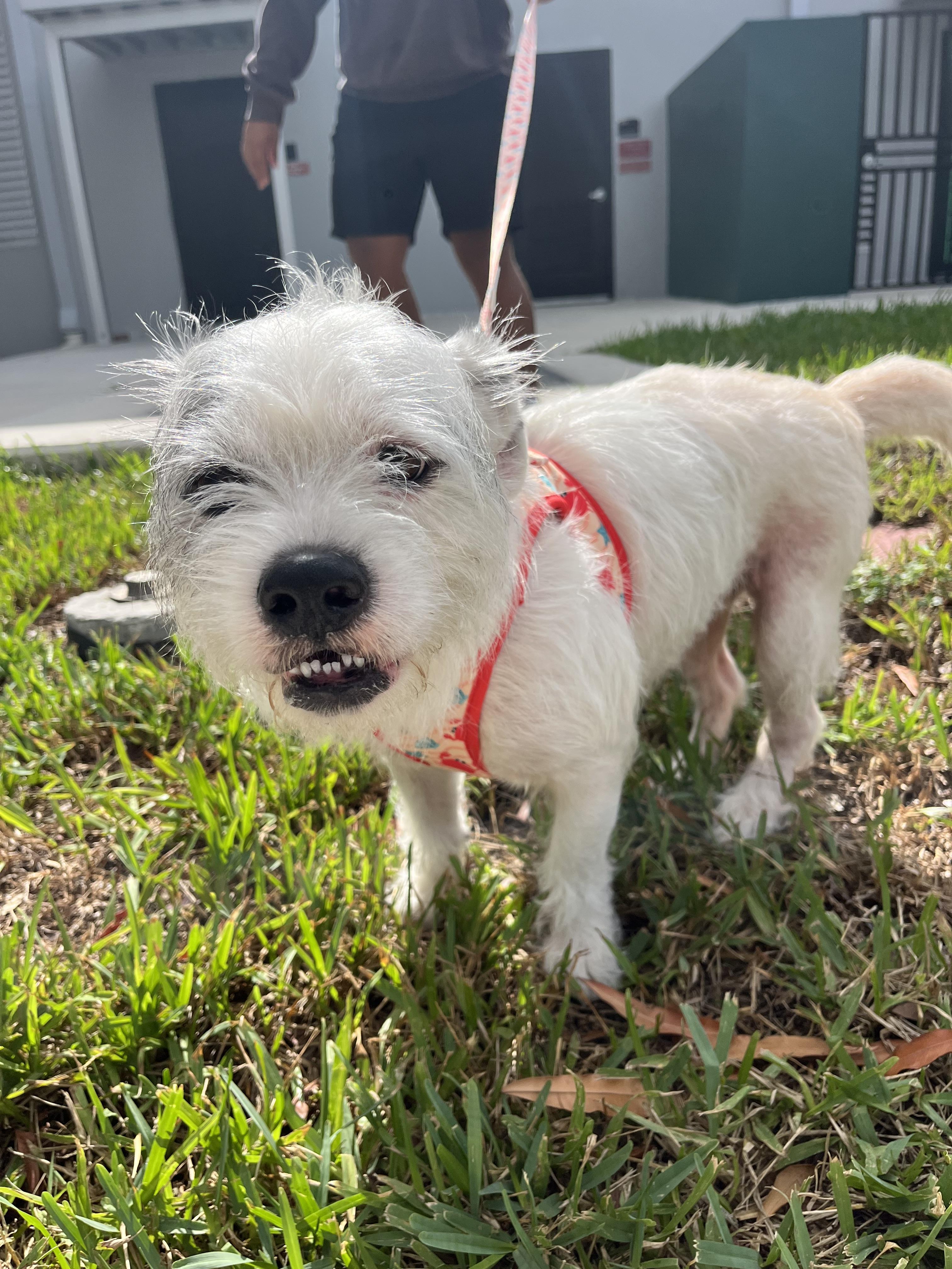 Biscuit is a lovable male dog with a goofy personality that will melt your heart His fun-loving nat