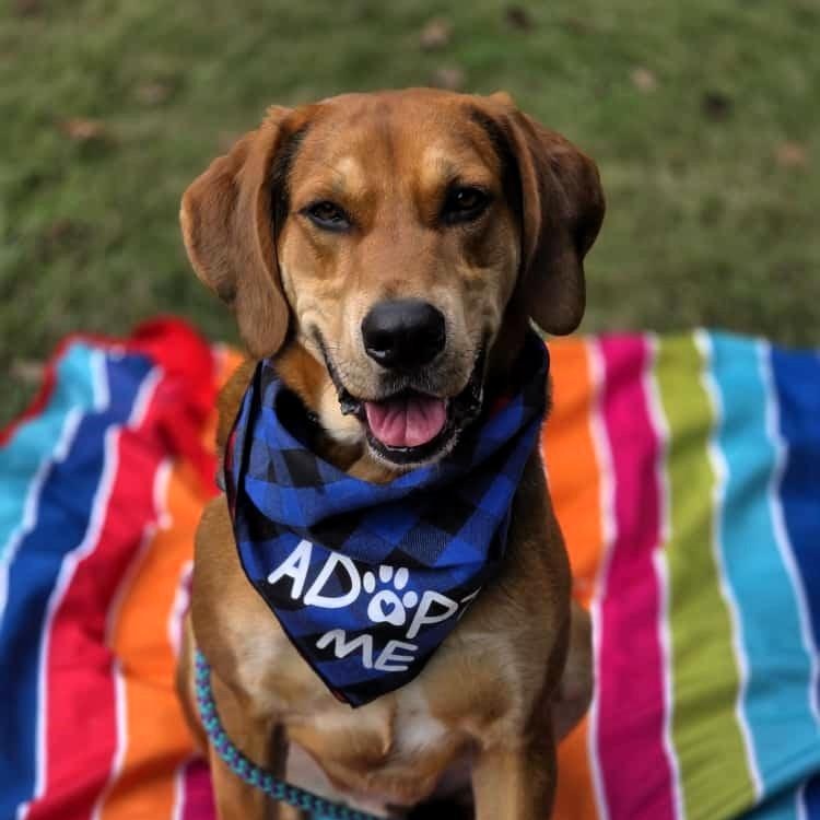 Jake (ID 46556/1378), adoptable, Adult Male Hound.