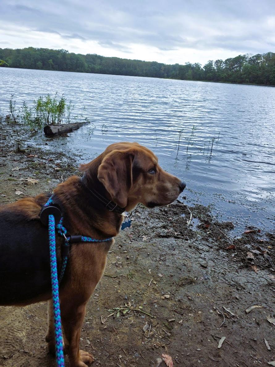 Jake (ID 46556/1378), an adoptable mixed breed in Manassas, VA image 6/6