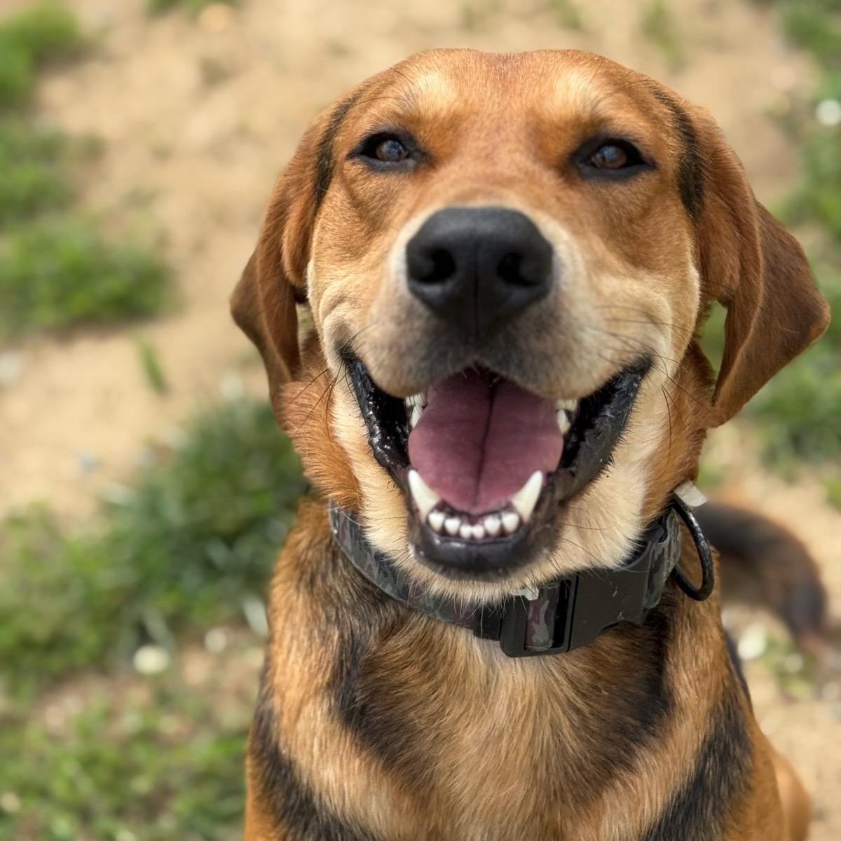 Jake (ID 46556/1378), an adoptable mixed breed in Manassas, VA image 4/6