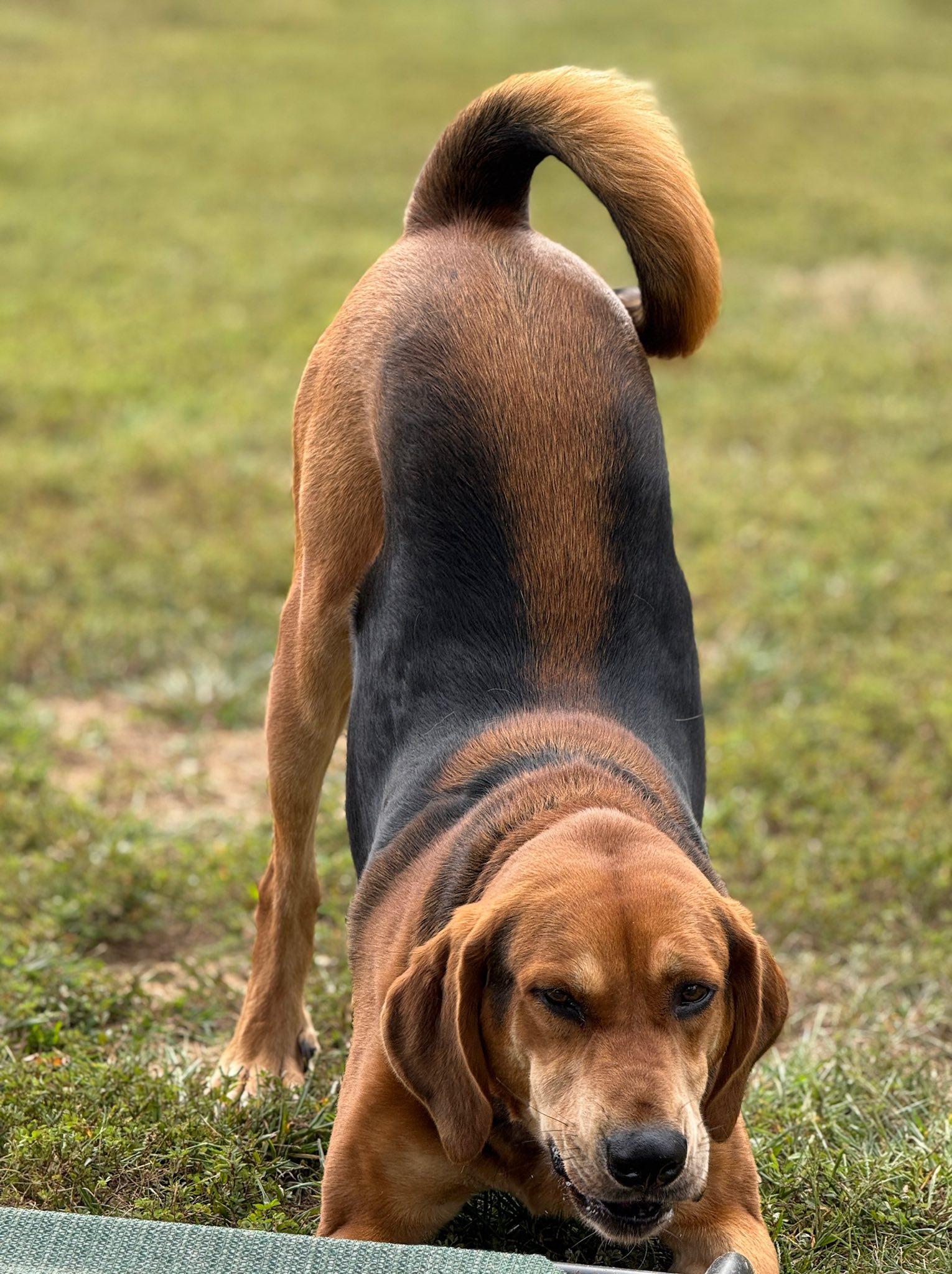 Jake (ID 46556/1378), an adoptable mixed breed in Manassas, VA image 5/6