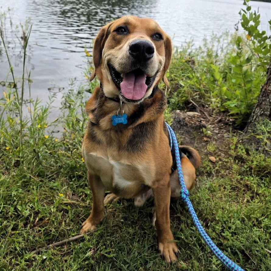 Jake (ID 46556/1378), an adoptable mixed breed in Manassas, VA image 2/6