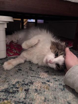 Enlarge Yanis, a Adoptable mixed breed in Montreal, QC image 1/3