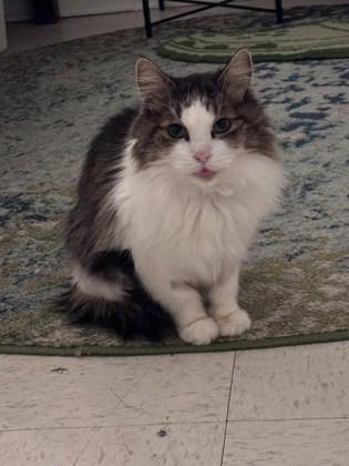 Enlarge Yanis, a Adoptable mixed breed in Montreal, QC image 2/3