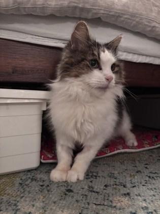 Yanis, Adoptable, Senior Male Domestic Short Hair & Domestic Short Hair.