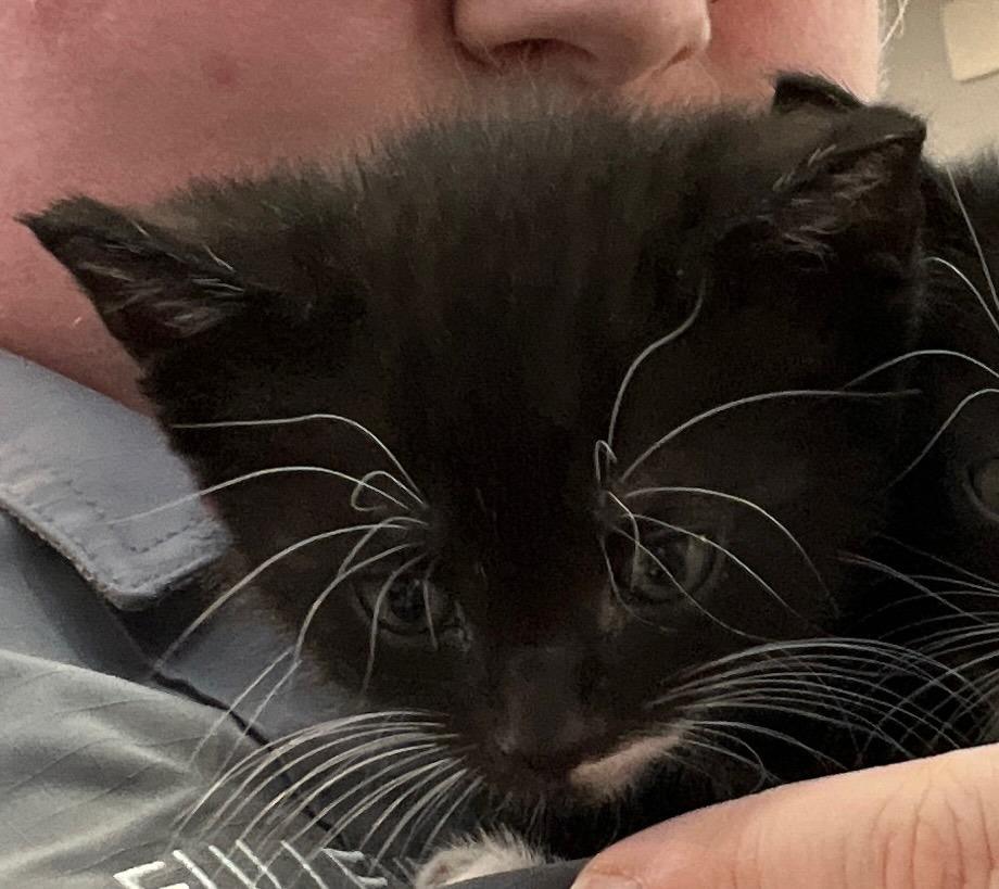 Spooky, Adoptable, Kitten Male Domestic Short Hair.