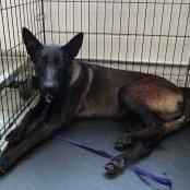 Kia, Adoptable, Adult Female Belgian Shepherd / Malinois.