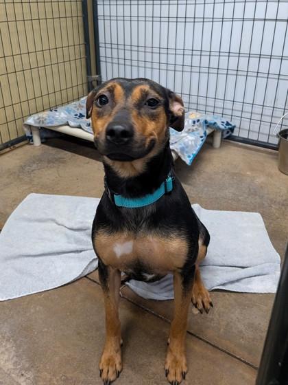 Enlarge Maple Syrup, a Adoptable mixed breed in Bloomsburg, PA image 1/1
